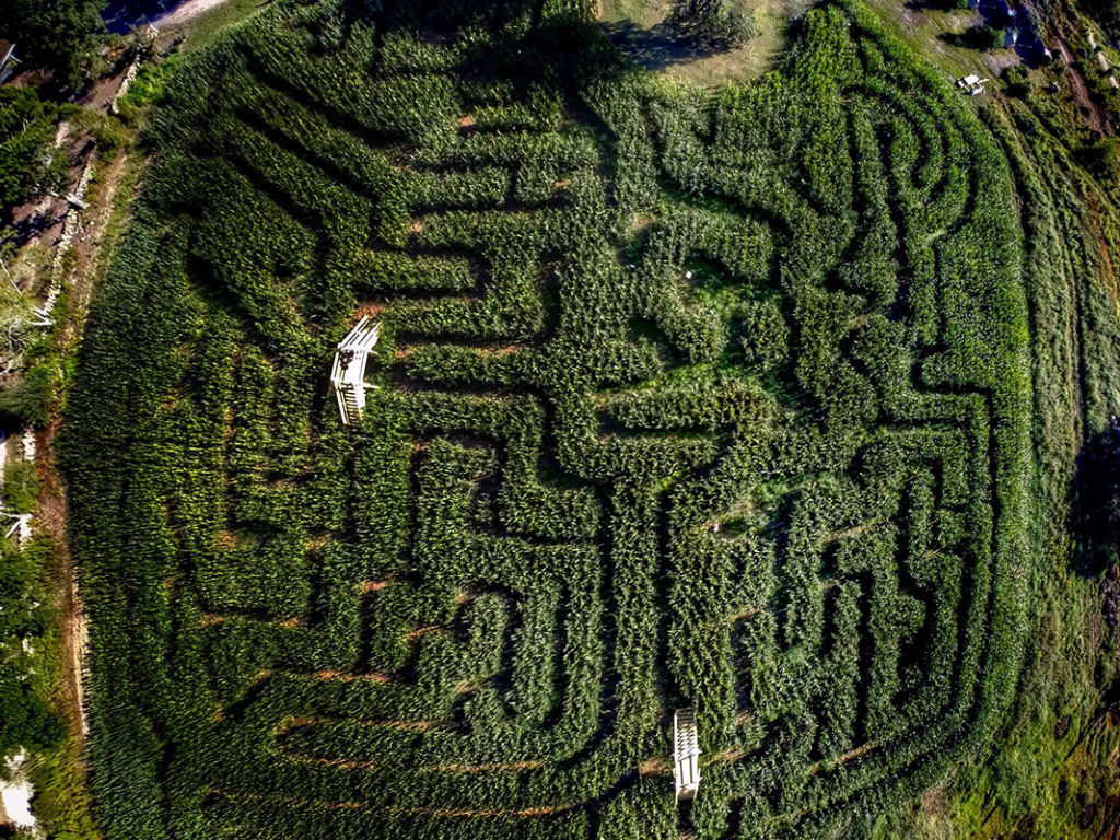Corn Maze Clark Farms